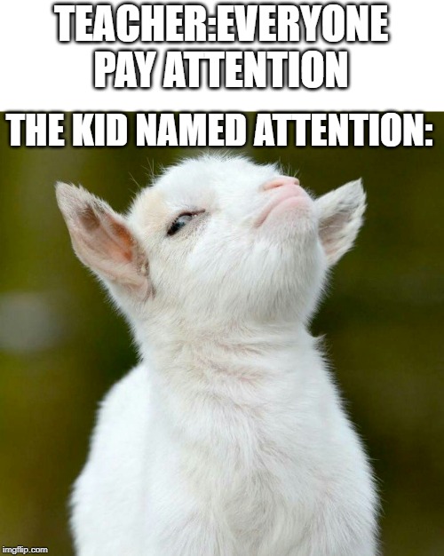 TEACHER:EVERYONE PAY ATTENTION; THE KID NAMED ATTENTION: | image tagged in smug goat | made w/ Imgflip meme maker