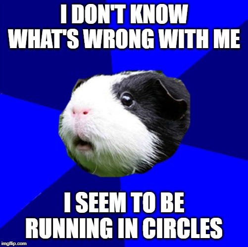 ScumBag Guinea Pig | I DON'T KNOW WHAT'S WRONG WITH ME; I SEEM TO BE RUNNING IN CIRCLES | image tagged in scumbag guinea pig | made w/ Imgflip meme maker