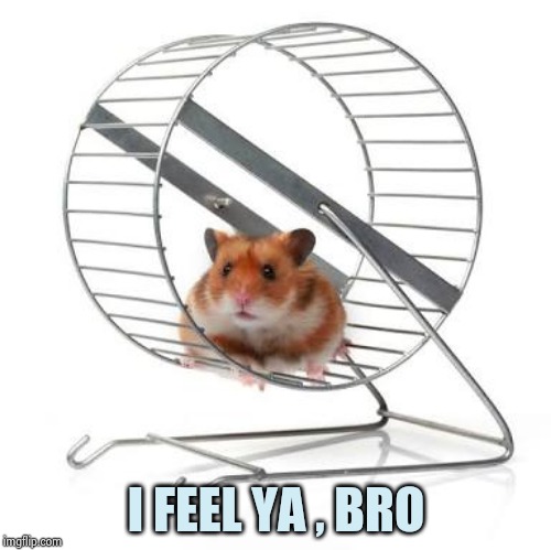 Hamster wheel | I FEEL YA , BRO | image tagged in hamster wheel | made w/ Imgflip meme maker
