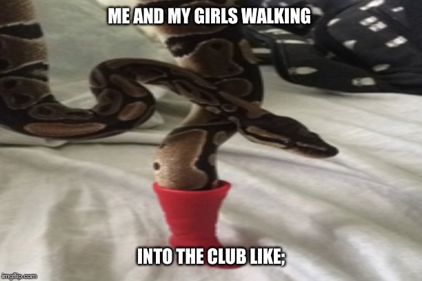 Slithery Snack | ME AND MY GIRLS WALKING; INTO THE CLUB LIKE; | image tagged in snake,snek,funny,funny memes,funny meme,shoe | made w/ Imgflip meme maker