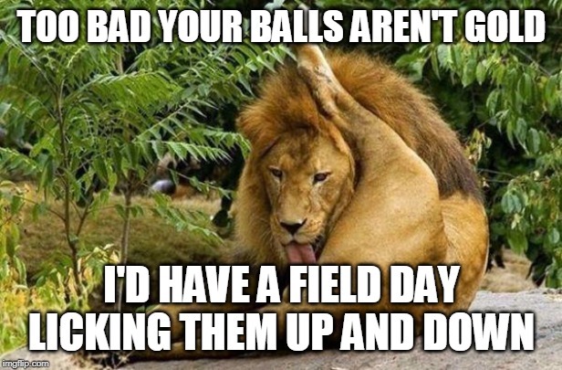lion licking balls | TOO BAD YOUR BALLS AREN'T GOLD I'D HAVE A FIELD DAY LICKING THEM UP AND DOWN | image tagged in lion licking balls | made w/ Imgflip meme maker