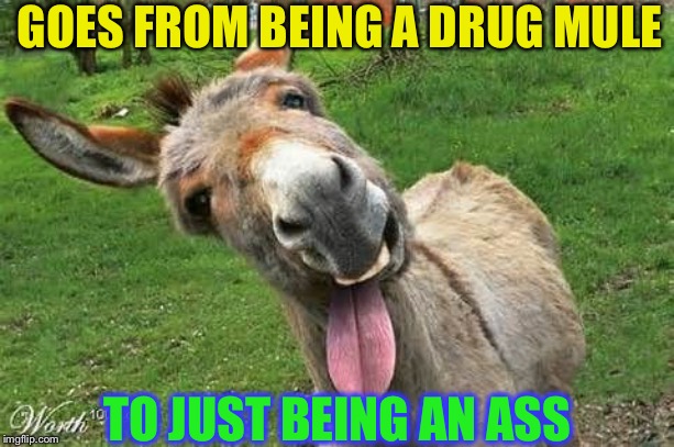 Laughing Donkey | GOES FROM BEING A DRUG MULE TO JUST BEING AN ASS | image tagged in laughing donkey | made w/ Imgflip meme maker