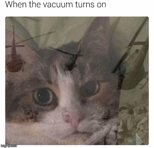 flashback | image tagged in memes,cats | made w/ Imgflip meme maker