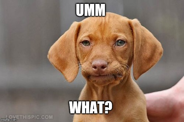 Umm dog | UMM WHAT? | image tagged in umm dog | made w/ Imgflip meme maker