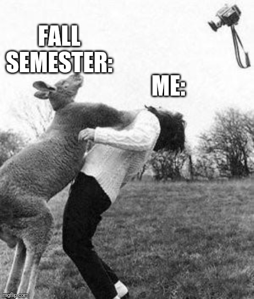 Kangaroo knockout  | FALL SEMESTER:; ME: | image tagged in kangaroo knockout | made w/ Imgflip meme maker