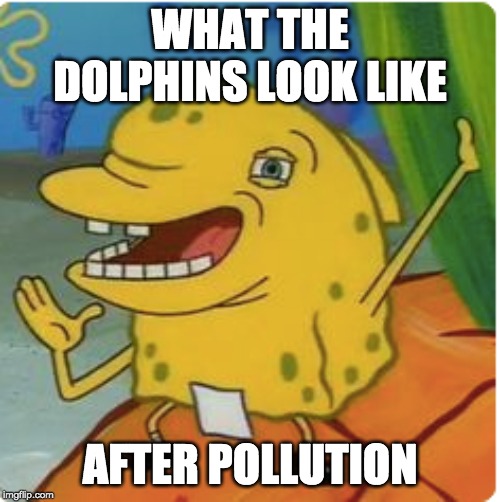 WHAT THE DOLPHINS LOOK LIKE; AFTER POLLUTION | made w/ Imgflip meme maker