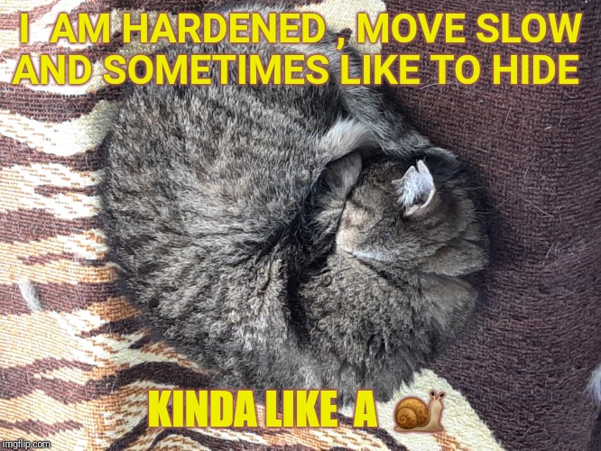 Kinda like a ? | I  AM HARDENED , MOVE SLOW AND SOMETIMES LIKE TO HIDE; KINDA LIKE  A  🐌 | image tagged in grumpy cat,cats,cool cat,like a boss,cat walking like a boss,funny cat memes | made w/ Imgflip meme maker