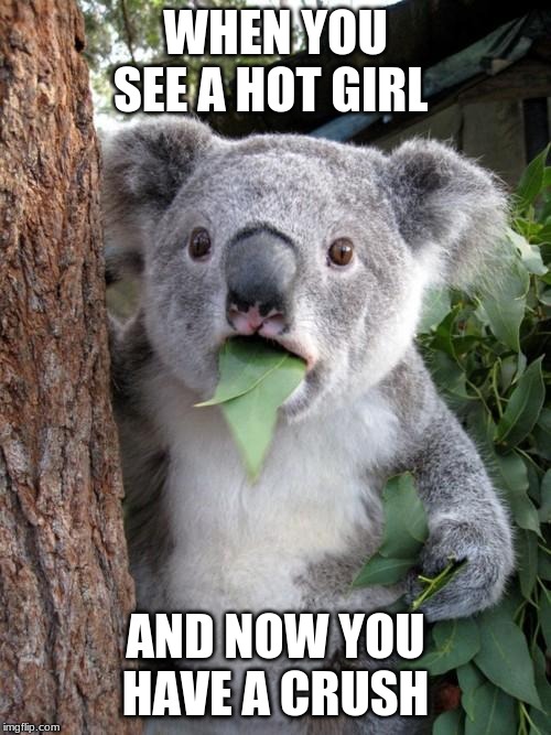Surprised Koala Meme | WHEN YOU SEE A HOT GIRL; AND NOW YOU HAVE A CRUSH | image tagged in memes,surprised koala | made w/ Imgflip meme maker