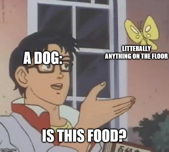 Is This A Pigeon | LITTERALLY ANYTHING ON THE FLOOR; A DOG:; IS THIS FOOD? | image tagged in memes,is this a pigeon | made w/ Imgflip meme maker