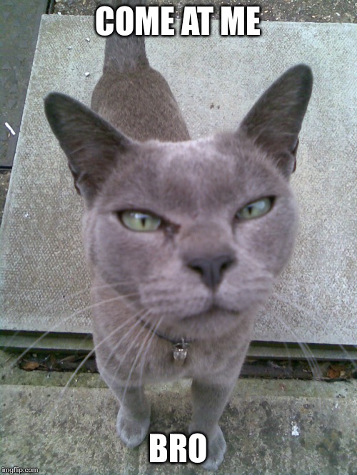 Grey Burmese Cat | COME AT ME; BRO | image tagged in grey burmese cat | made w/ Imgflip meme maker