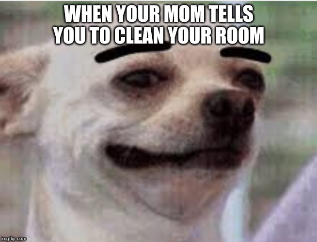 Thick eyebrows dog | WHEN YOUR MOM TELLS YOU TO CLEAN YOUR ROOM | image tagged in thick eyebrows dog | made w/ Imgflip meme maker