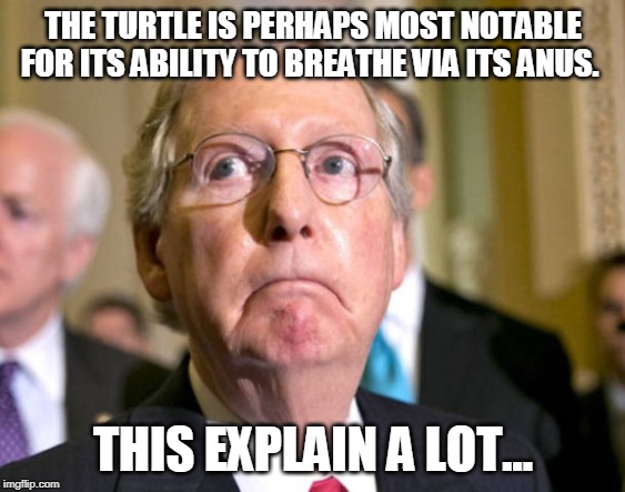 mitch mcconnell | THE TURTLE IS PERHAPS MOST NOTABLE FOR ITS ABILITY TO BREATHE VIA ITS ANUS. THIS EXPLAIN A LOT... | image tagged in mitch mcconnell | made w/ Imgflip meme maker