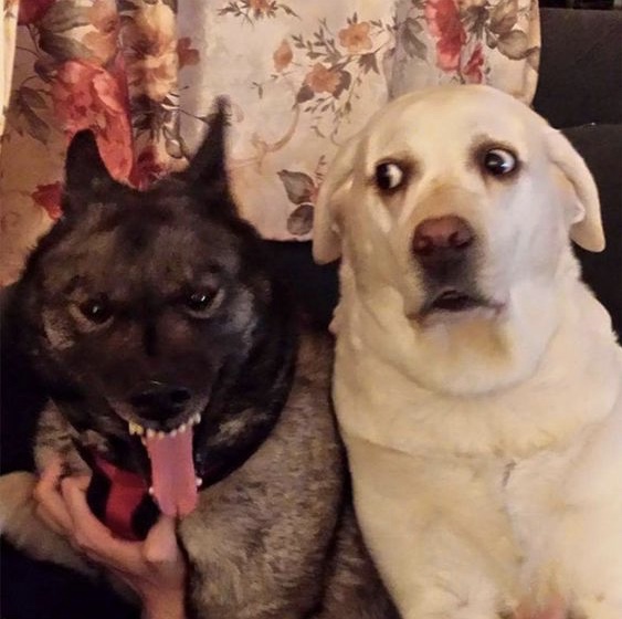 Angry Dog Scared Dog Meme Generator - Imgflip
