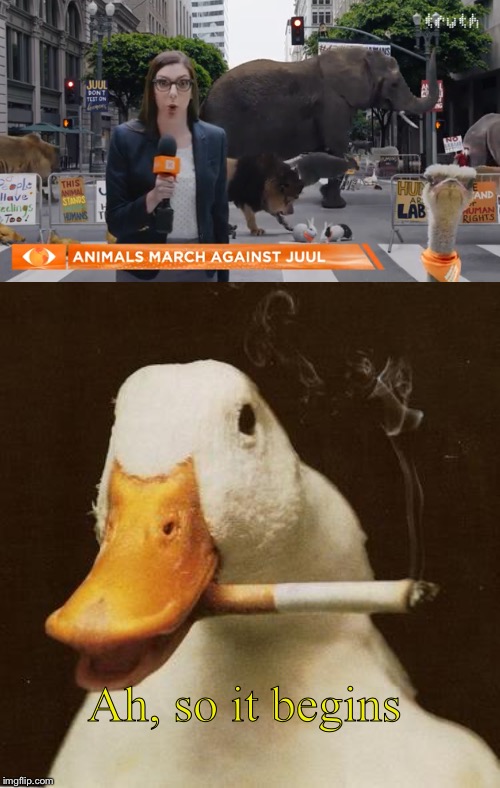 Ah, so it begins | image tagged in smoking duck | made w/ Imgflip meme maker