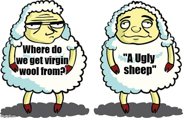 virgin wool | Where do we get virgin wool from? "A Ugly 
sheep" | image tagged in funny | made w/ Imgflip meme maker