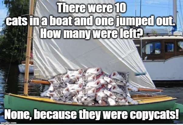 How many were left? | There were 10 cats in a boat and one jumped out. 
How many were left? None, because they were copycats! | image tagged in cats are awesome | made w/ Imgflip meme maker