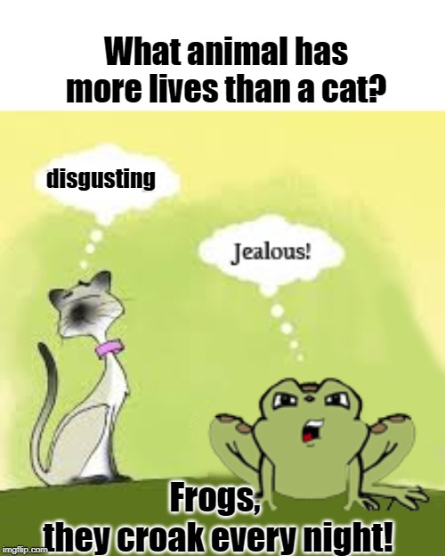 Cat and frog | What animal has more lives than a cat? disgusting; Frogs, 
they croak every night! | image tagged in funny cats | made w/ Imgflip meme maker