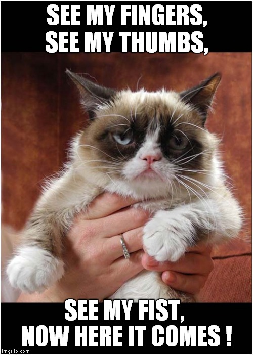 Grumpy Poetry | SEE MY FINGERS, SEE MY THUMBS, SEE MY FIST, NOW HERE IT COMES ! | image tagged in cat,grumpy cat | made w/ Imgflip meme maker