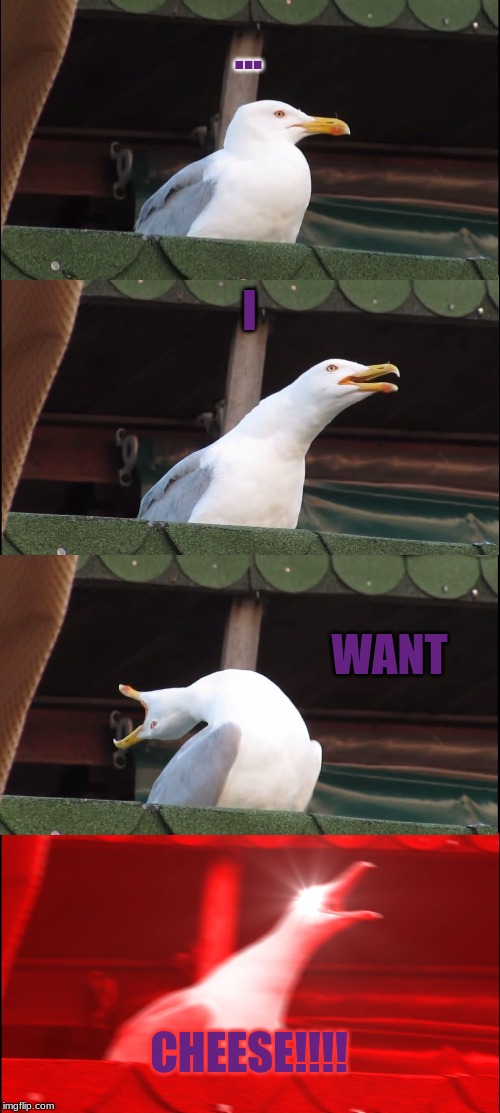 ... I WANT CHEESE!!!! | image tagged in memes,inhaling seagull | made w/ Imgflip meme maker
