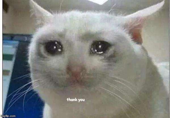 crying cat | thank you | image tagged in crying cat | made w/ Imgflip meme maker