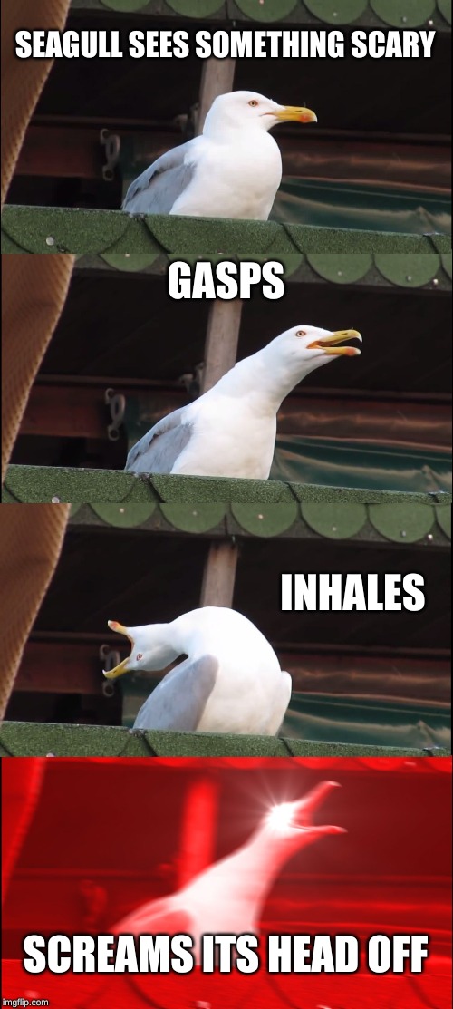 Inhaling Seagull | SEAGULL SEES SOMETHING SCARY; GASPS; INHALES; SCREAMS ITS HEAD OFF | image tagged in memes,inhaling seagull | made w/ Imgflip meme maker