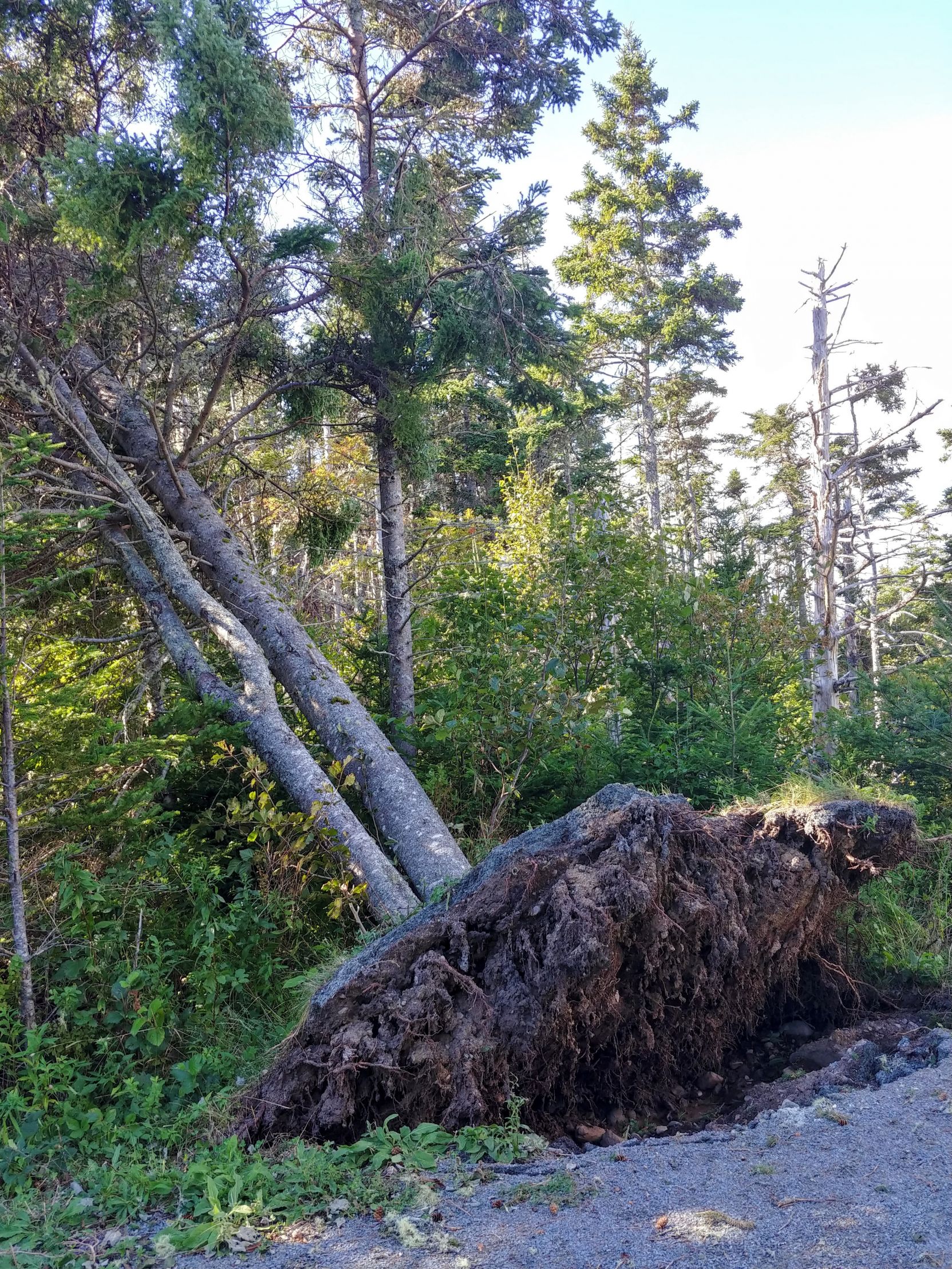 Fallen Tree Blank Meme Template