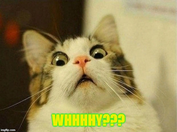 Scared Cat Meme | WHHHHY??? | image tagged in memes,scared cat | made w/ Imgflip meme maker