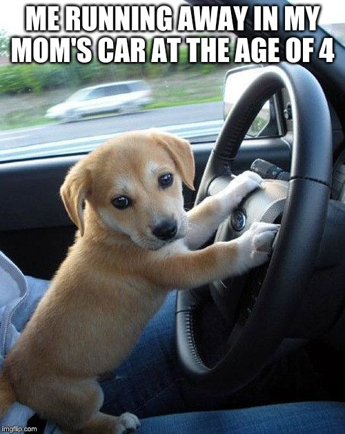 cute dog | ME RUNNING AWAY IN MY MOM'S CAR AT THE AGE OF 4 | image tagged in cute dog | made w/ Imgflip meme maker