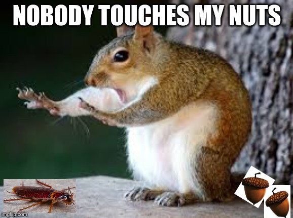 NOBODY TOUCHES MY NUTS | image tagged in philosoraptor | made w/ Imgflip meme maker