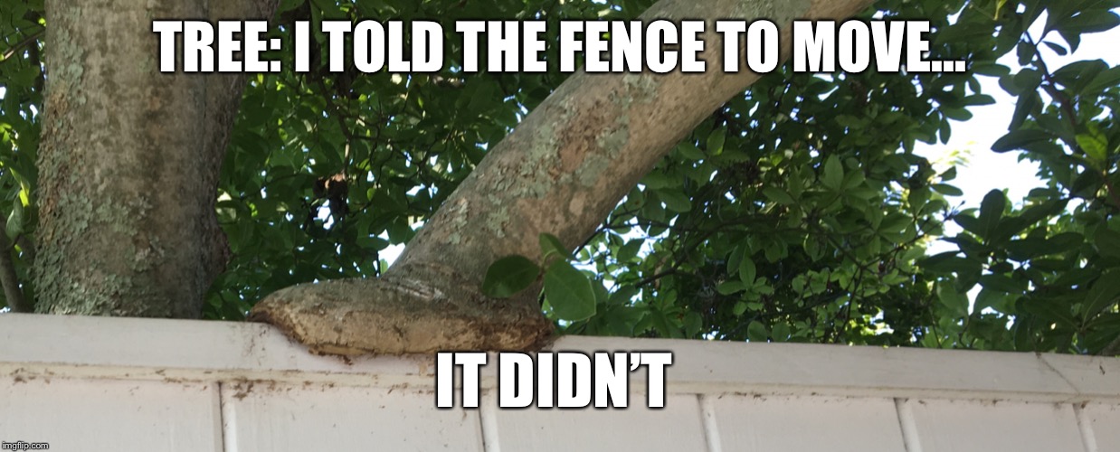 Tree eating | TREE: I TOLD THE FENCE TO MOVE... IT DIDN’T | image tagged in tree eating | made w/ Imgflip meme maker