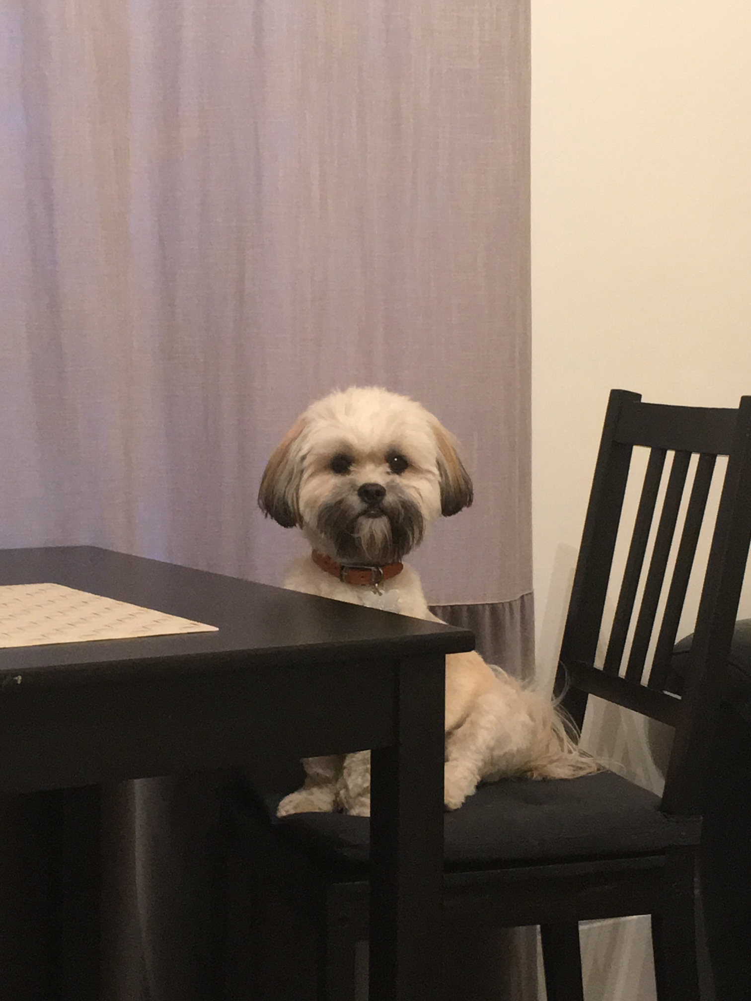 Dog at table Blank Meme Template
