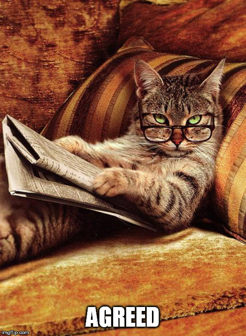 cat reading | AGREED | image tagged in cat reading | made w/ Imgflip meme maker