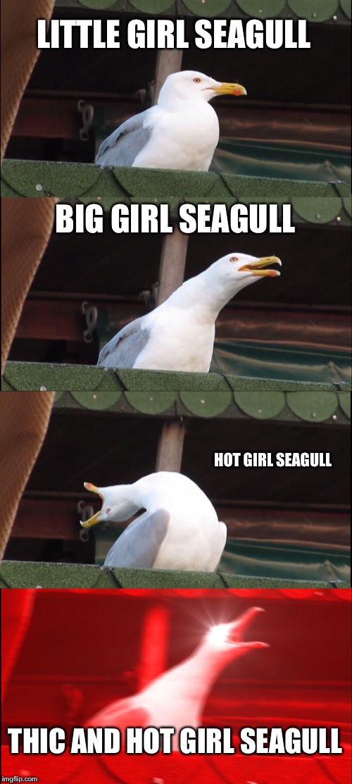 Inhaling Seagull Meme | LITTLE GIRL SEAGULL; BIG GIRL SEAGULL; HOT GIRL SEAGULL; THIC AND HOT GIRL SEAGULL | image tagged in memes,inhaling seagull | made w/ Imgflip meme maker