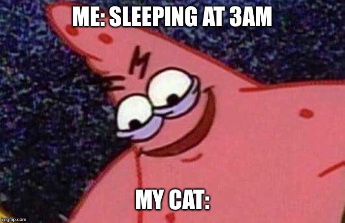 Evil Patrick  | ME: SLEEPING AT 3AM; MY CAT: | image tagged in evil patrick | made w/ Imgflip meme maker
