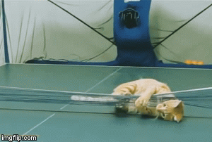 I'd Say Send Him to China to Play for the USA but...... | image tagged in gifs,funny cat | made w/ Imgflip video-to-gif maker