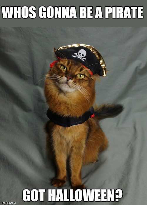PIRATE CAT | WHOS GONNA BE A PIRATE; GOT HALLOWEEN? | image tagged in cats,pirate,halloween | made w/ Imgflip meme maker