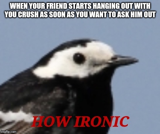 How Ironic! I was just about to claim him as my date! | WHEN YOUR FRIEND STARTS HANGING OUT WITH YOU CRUSH AS SOON AS YOU WANT TO ASK HIM OUT | image tagged in bird,ironic | made w/ Imgflip meme maker