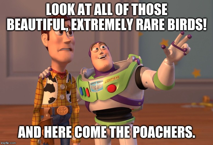 X, X Everywhere | LOOK AT ALL OF THOSE BEAUTIFUL, EXTREMELY RARE BIRDS! AND HERE COME THE POACHERS. | image tagged in memes,x x everywhere | made w/ Imgflip meme maker