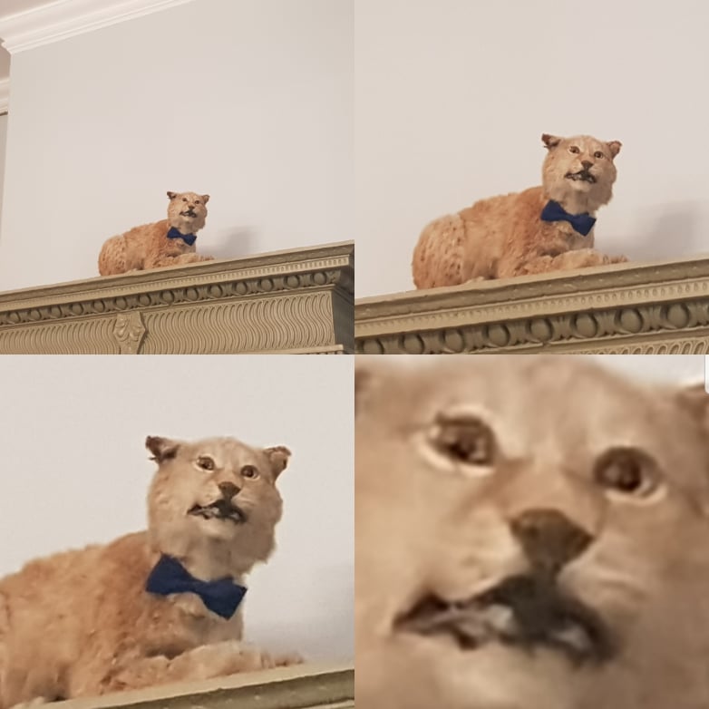 Creepy stuffed cat Blank Meme Template