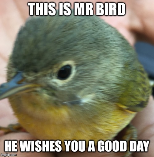 Mr.bird | THIS IS MR BIRD; HE WISHES YOU A GOOD DAY | image tagged in mrbird | made w/ Imgflip meme maker