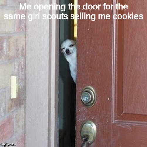 Suspicious Chihuahua |  Me opening the door for the same girl scouts selling me cookies | image tagged in suspicious chihuahua | made w/ Imgflip meme maker
