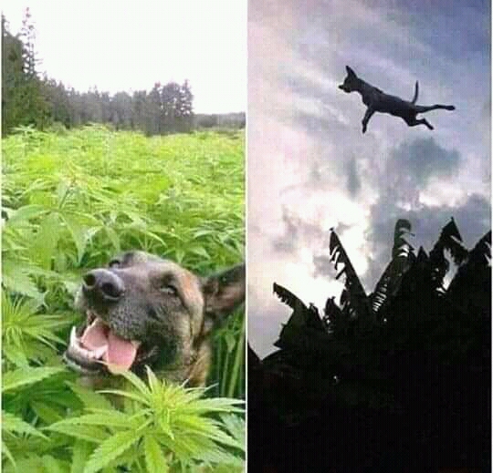 High Quality Chien planeur Blank Meme Template