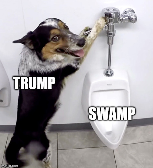 This is 100% what's going down! | TRUMP; SWAMP | image tagged in dog flush,donald trump,drain the swamp,drain the swamp trump | made w/ Imgflip meme maker