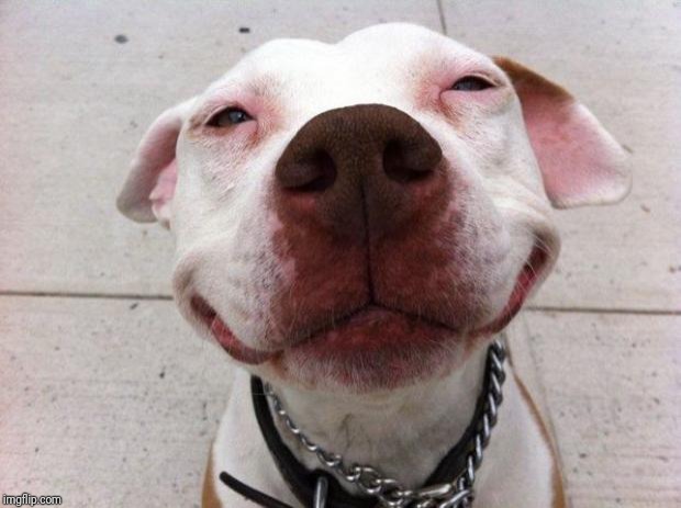 Dog Smile | image tagged in dog smile | made w/ Imgflip meme maker