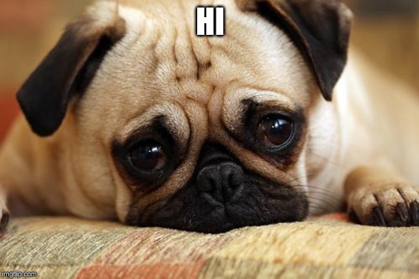 sad pug | HI | image tagged in sad pug | made w/ Imgflip meme maker