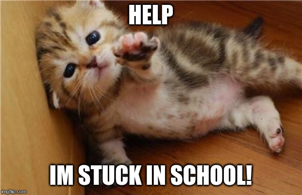 Help Me Kitten | HELP; IM STUCK IN SCHOOL! | image tagged in help me kitten | made w/ Imgflip meme maker