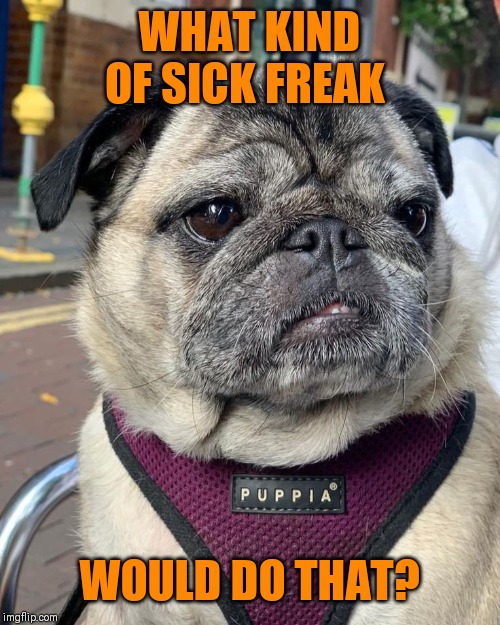 WHAT KIND OF SICK FREAK WOULD DO THAT? | made w/ Imgflip meme maker