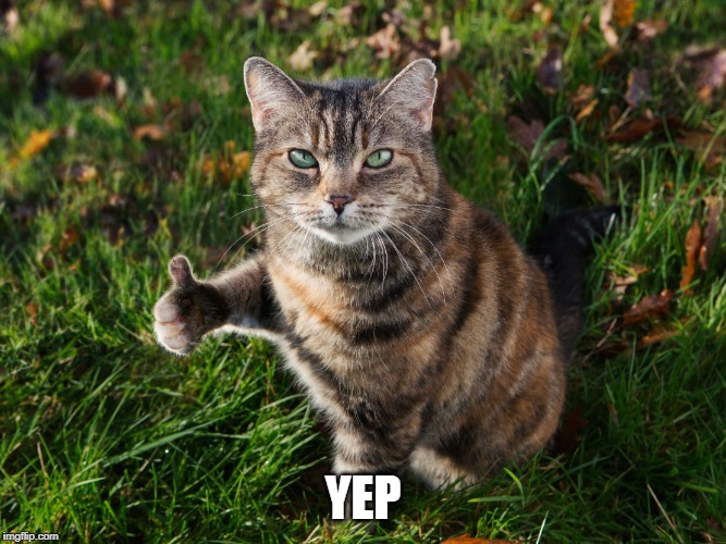 THUMBS UP CAT | YEP | image tagged in thumbs up cat | made w/ Imgflip meme maker