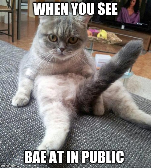 Sexy Cat | WHEN YOU SEE; BAE AT IN PUBLIC | image tagged in memes,sexy cat | made w/ Imgflip meme maker