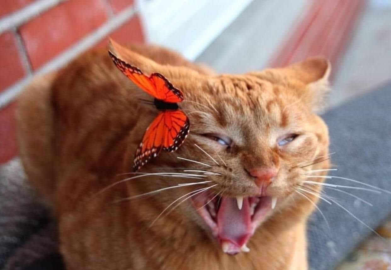 Cat afraid of butterfly Blank Meme Template